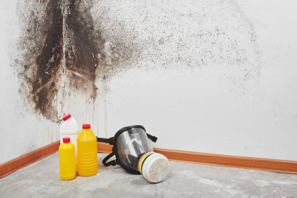 Best Kitchen Mold Remediation in Manson, WA