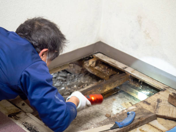 Professional Mold Remediation in Manson, WA