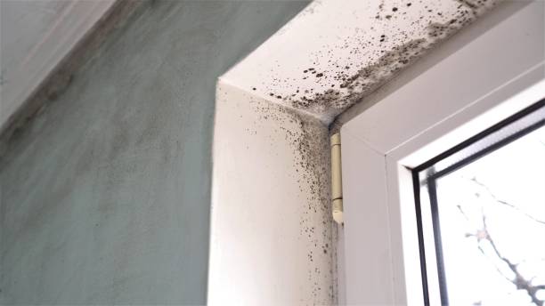 Best Mold Remediation for Specific Building Types in Manson, WA