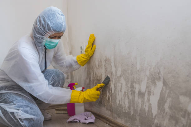 Best Bathroom Mold Remediation in Manson, WA