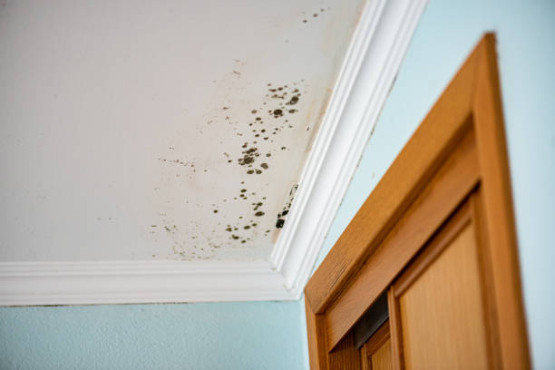 Best Attic Mold Remediation in Manson, WA