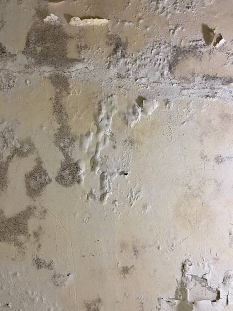Best Black Mold Remediation in Manson, WA