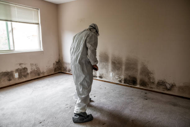 Best Post-Flood Mold Remediation in Manson, WA