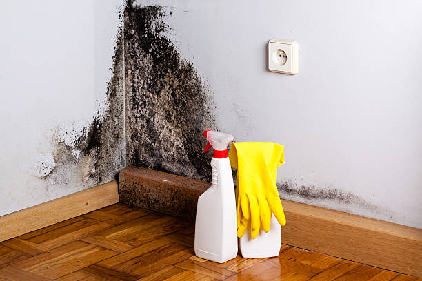 Best Preventive Mold Services in Manson, WA