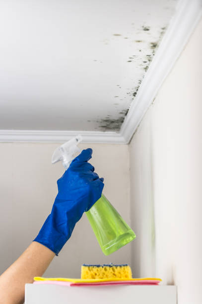 Best HVAC Mold Remediation in Manson, WA